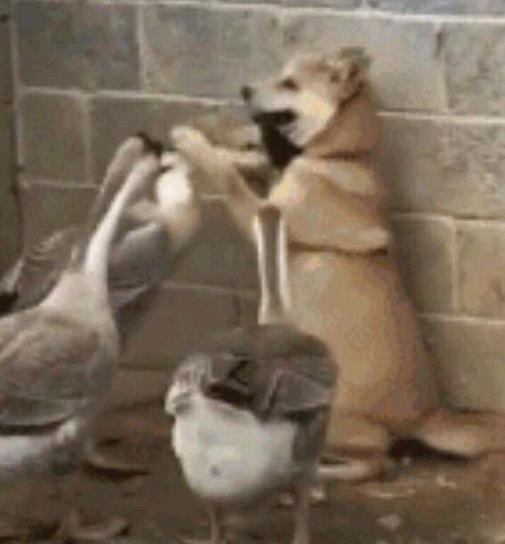 吴教员